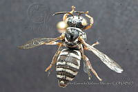 CGVM1242 Triepeolus norae.jpg