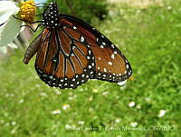 JCGM02652 Danaus sp..jpg