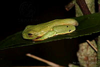 NJL004 Agalychnis moreletii.jpg