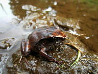 OHO011 Craugastor lineatus.jpg