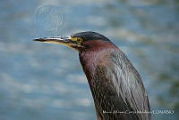 MACM01 Butorides virescens.jpg