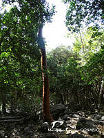 MRG-2018-685B Bursera simaruba (MEGA-27feb18-a).JPG