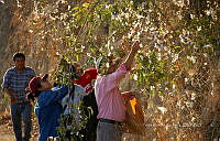 FBA1325 Gossypium hirsutum.jpg