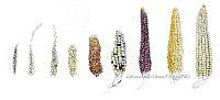 AIO 108 Zea mays.jpg