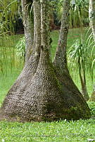 FJRS0036 Beaucarnea recurvata.jpg
