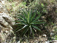 JJSE0011 Agave palmeri.JPG