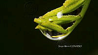 SM0064 Gotas de agua.jpg