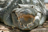 JRRO0442 Crocodylus acutus.jpg