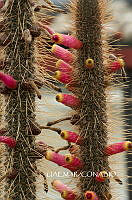 3R 01101 Cleistocactus smaragdiflorus.tif