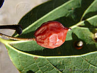 OTV1539 Celtis sp..jpg