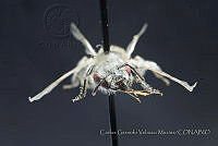 CGVM1156 Calliopsis verbenae.jpg