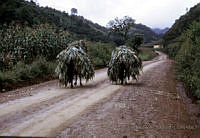 EHX0341 Zea mays.JPG