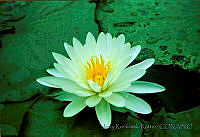 1786 Nymphaea odorata.jpg