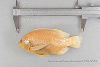 JARR0036 Oreochromis sp..jpg
