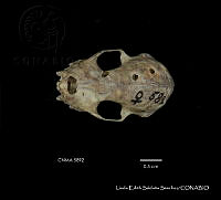 LESS 0353 Artibeus hirsutus.JPG