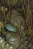 MEP06 Limulus polyphemus.jpg