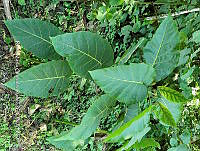 SG019 0101 Solanum melongena.jpg