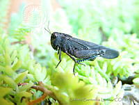 LBL0028 Arphia nietana.jpg