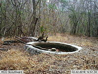 MAGB 0173 Ortalis wagleri.JPG