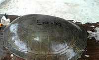 NE017 231 Dermatemys mawii.jpg