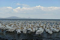 HLMT01 Pelecanus erythrorhynchos.jpg