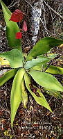 RG019 0114 Agave seemanniana.jpg