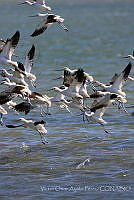 VOAP0004 Recurvirostra americana.jpg