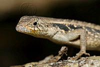 IMDOC1018 Sceloporus sp..jpg