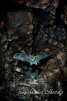SM001 Chiroptera.jpg