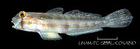 UNAM_FC-SISAL-0574 Gnatholepis thompsoni.jpg