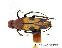 EFM0054 Macrosiagon pectinatum.JPG