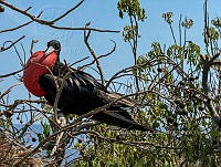 CCR 003 Fregata magnificens.jpg
