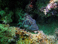 RALP0008 Cephalopholis panamensis.jpg