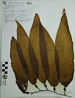 AS001 Macrocystis pyrifera.JPG