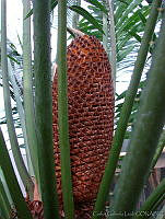 CGL0754 Cycadaceae.jpg