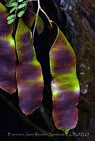 FJRS0010 Acacia gaumeri.jpg
