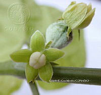 RG055 0108 Sechium edule.JPG