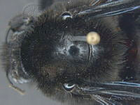 JAMR152 Bombus pullatus.jpg