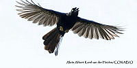 AAKVDH 0057 Cyanocorax beecheii.JPG