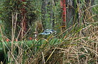 SM0453 Megaceryle alcyon.jpg