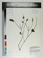JAdNV0588 Citharexylum berlandieri.JPG