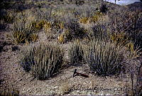 1259 Euphorbia antisyphilitica.jpg