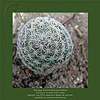 ComercioEspecies_2.tif
