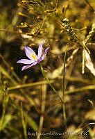 051 Sisyrinchium scabrum.jpg