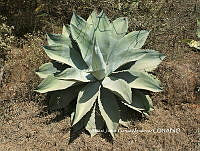 AJGM0256 Agave seemanniana.JPG