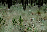 IMDOC Hong 0126 Eryngium proteiflorum.jpg