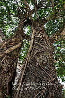 IMDOC3893 Ficus prolixa.jpg