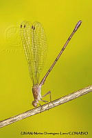 PJ016 0614 Hetaerina americana.JPG