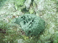 VDLCF0989 Ircinia strobilina.jpg