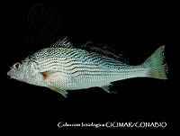 CICIMAR0547 Umbrina xanti.jpg